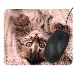 Podkładka pod mysz- młody Maine Coon